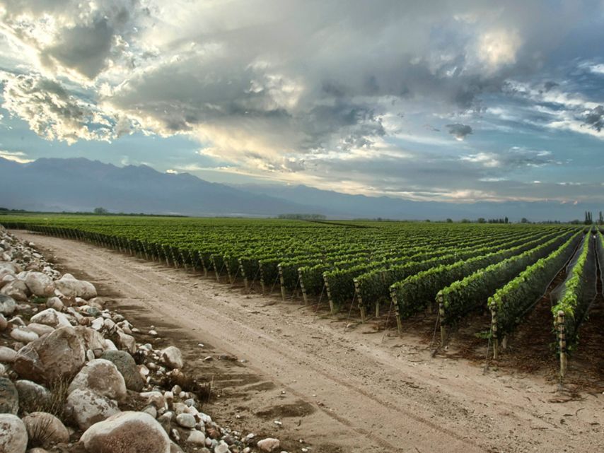 Zuccardi_Finca_Piedra_Infinita_2020_WBSS24_1